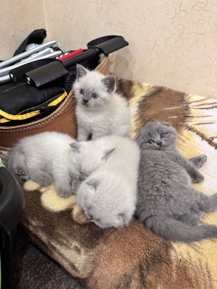 Шотландські кошенята (фолд і страйт)