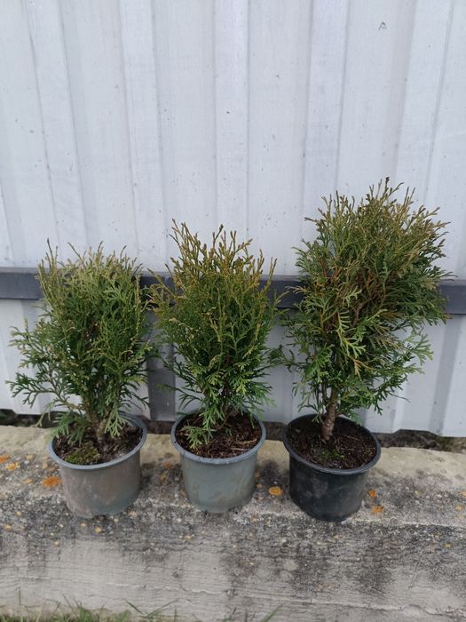 Продам колумна, смарагд,брабант, літл чемпіон, літл гігант, суеціка