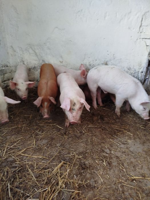 Свині поросята ландрас петрен,біла велика