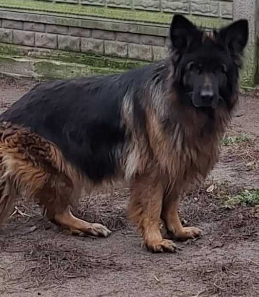 Owczarek niemiecki dorosła sunia