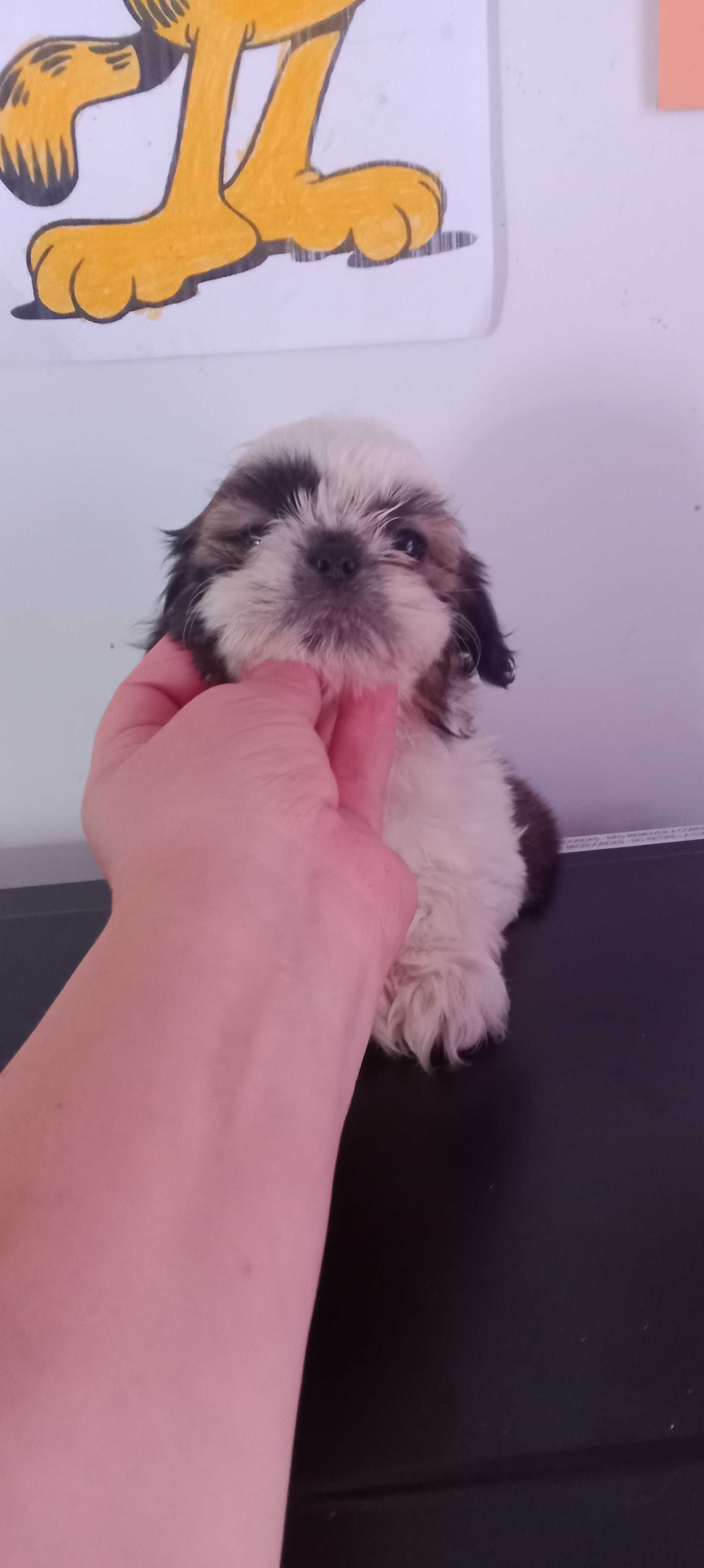 Shih-tzu com LOP porte mini