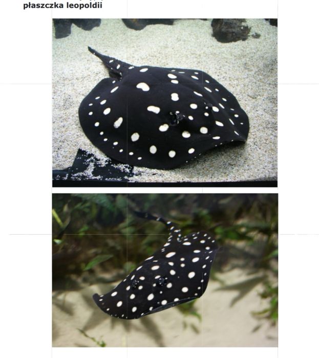 Wyjątkowe akwarium projektu Konrada Szumilasa