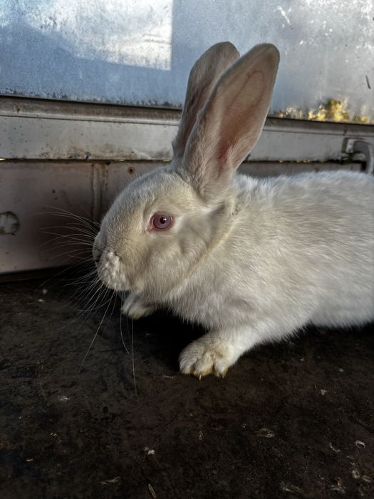 samica krolika mieszanca