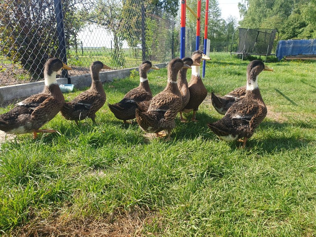 Kaczki staropolskie młode własnej  hodowli