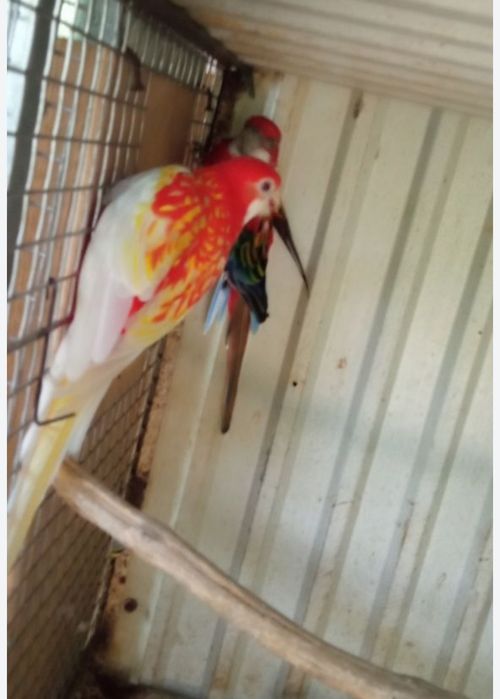 Ring Necks Rosela