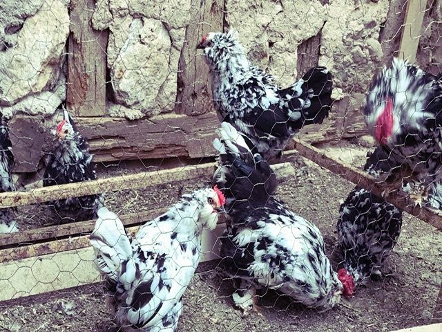 Інкубаційне яйце та курчата.Мільфлер: фарфоровий, мармуровий, ізабелла