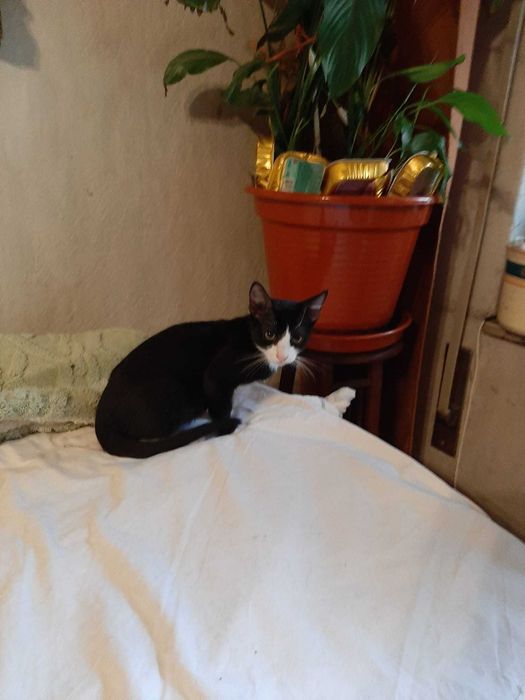 4 lindos gatinhos asseados, já comem e são muito brincalhões