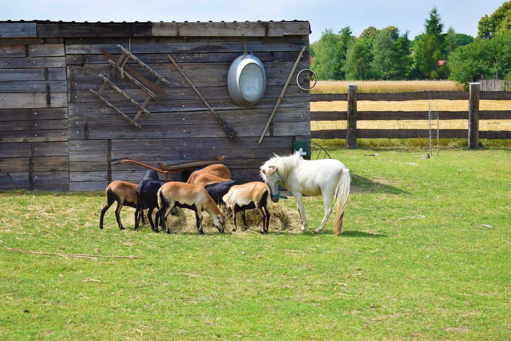 Leśny Zakątek Uroczysko -wakacje balia  basen wieczór panieński sauna