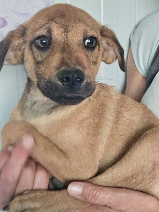 TOFIK cudowny szczeniak uratowany w Bułgarii do adopcji