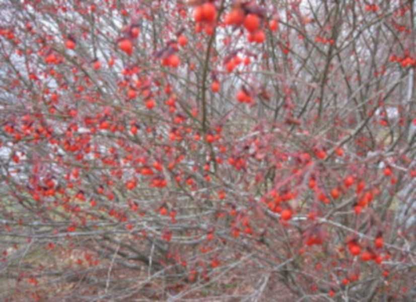 TRZMIELINA OSKRZYDLONA - sadzonki w doniczkach !!!