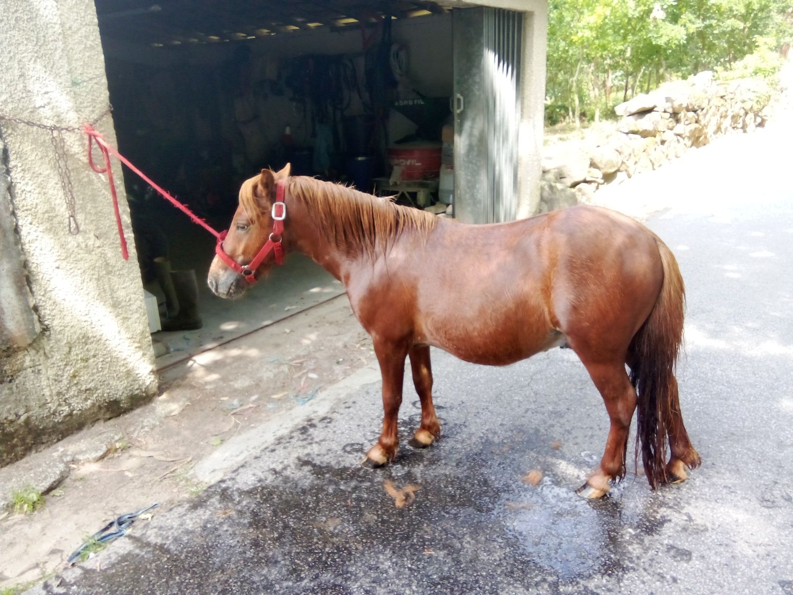 Pônei para venda ou troca