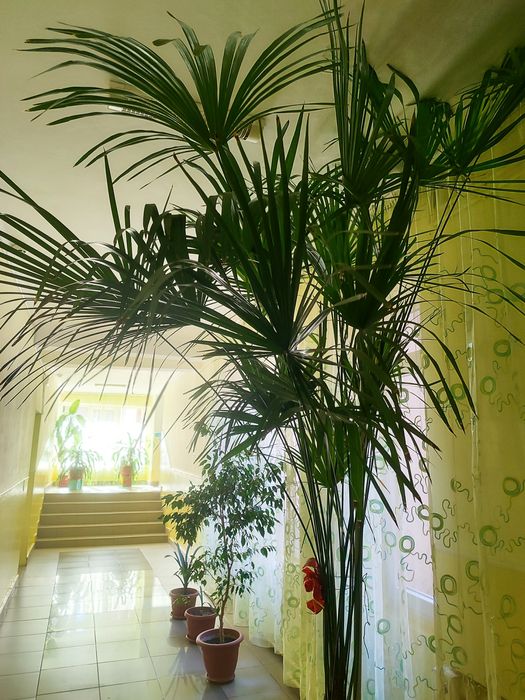 Продам високу  пальму