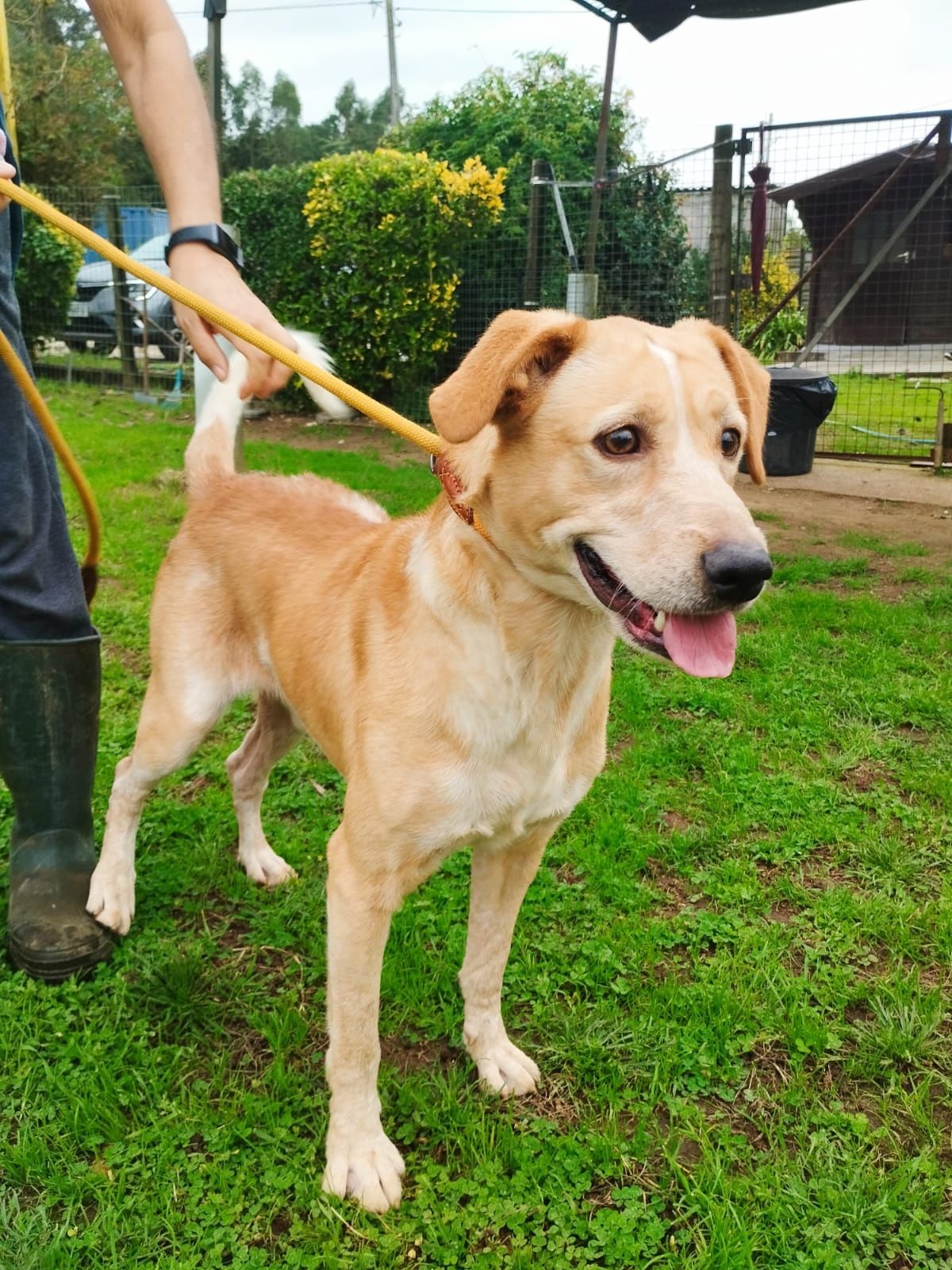 Cão macho adulto para adoção responsável 
Já se encontra desparasitado