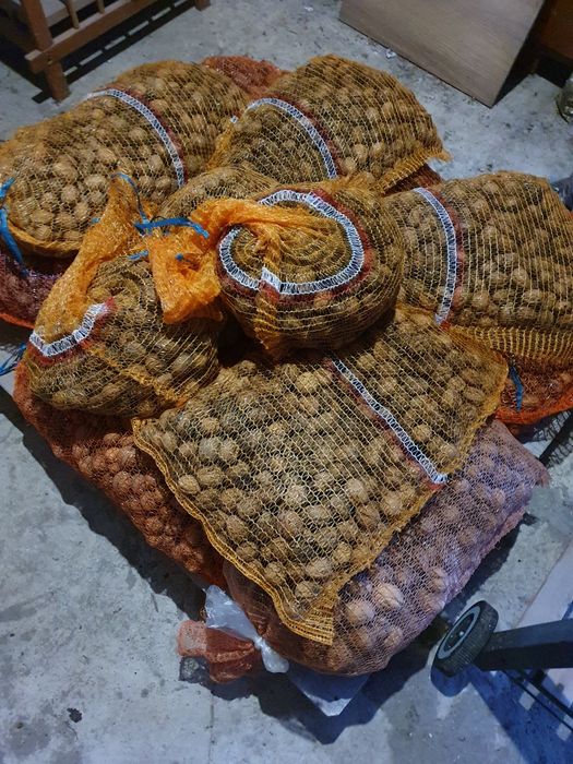 Orzechy włoskie tegoroczne