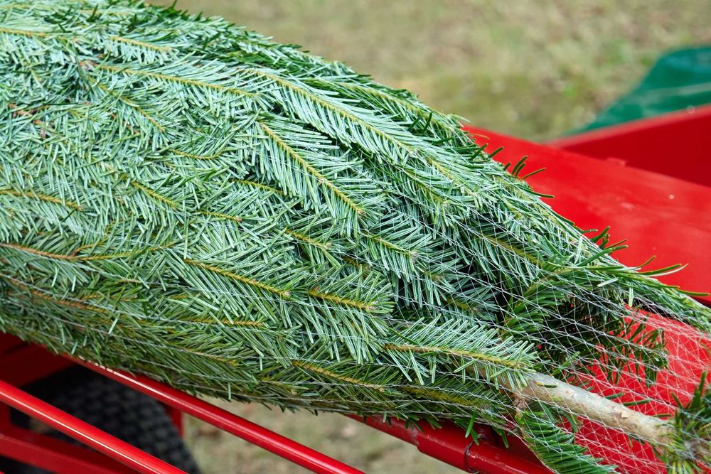 Siatka na choinki Żyłka LZ55 55cmx300m do pakowania choinek WZMACNIANA
