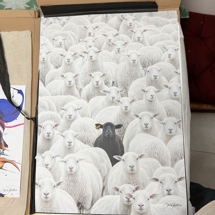 Criss Bellini 70x50 “the black sheep”