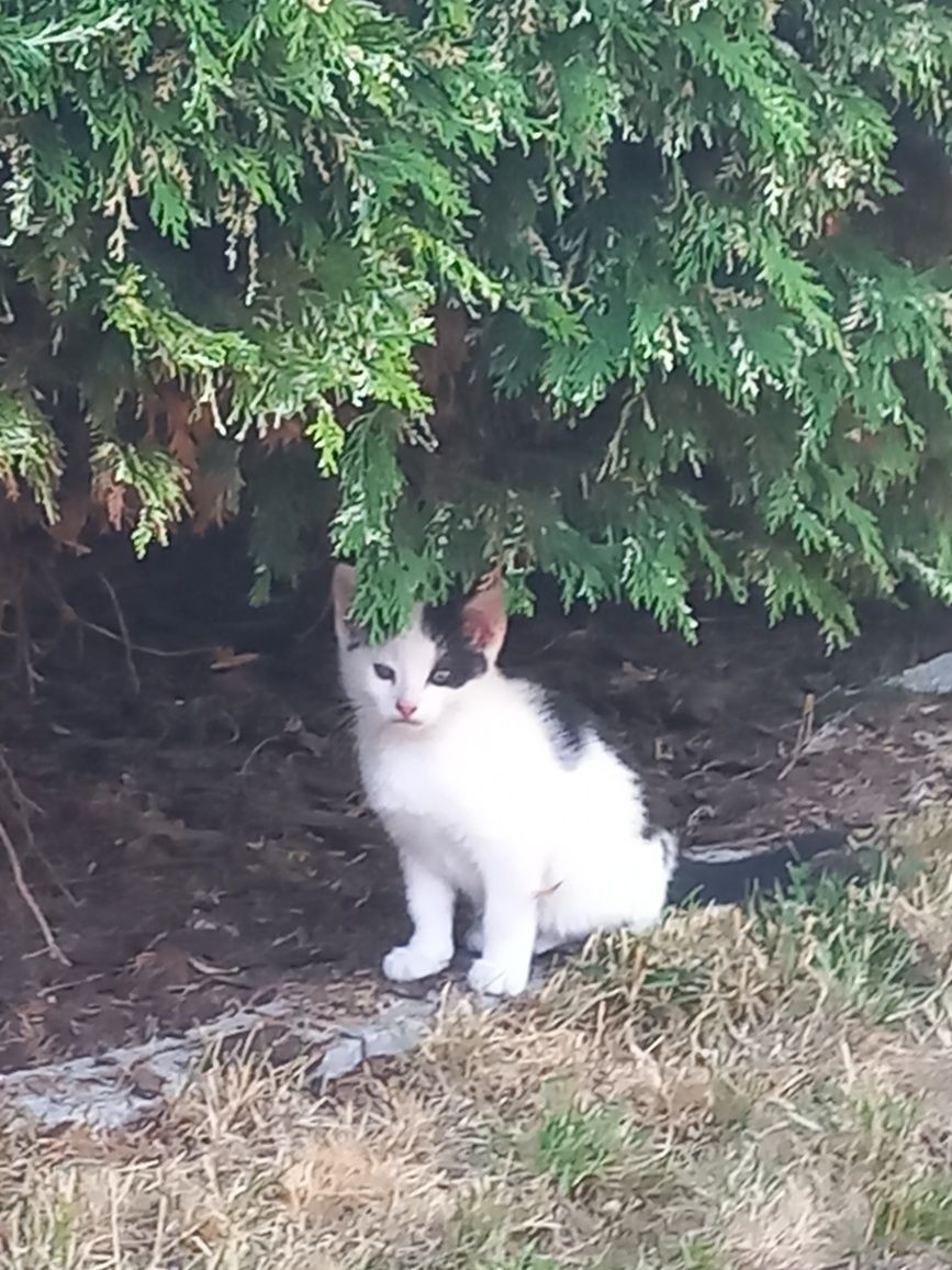 Kot kotek koteczek