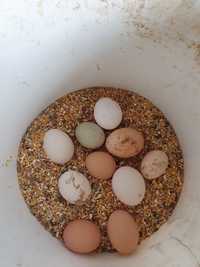 Ovos de várias raças biológico