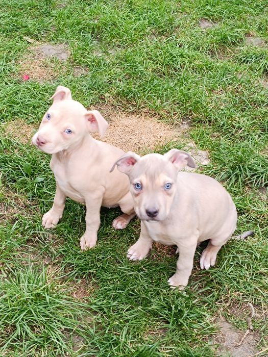 American Staffordshire Terrier
