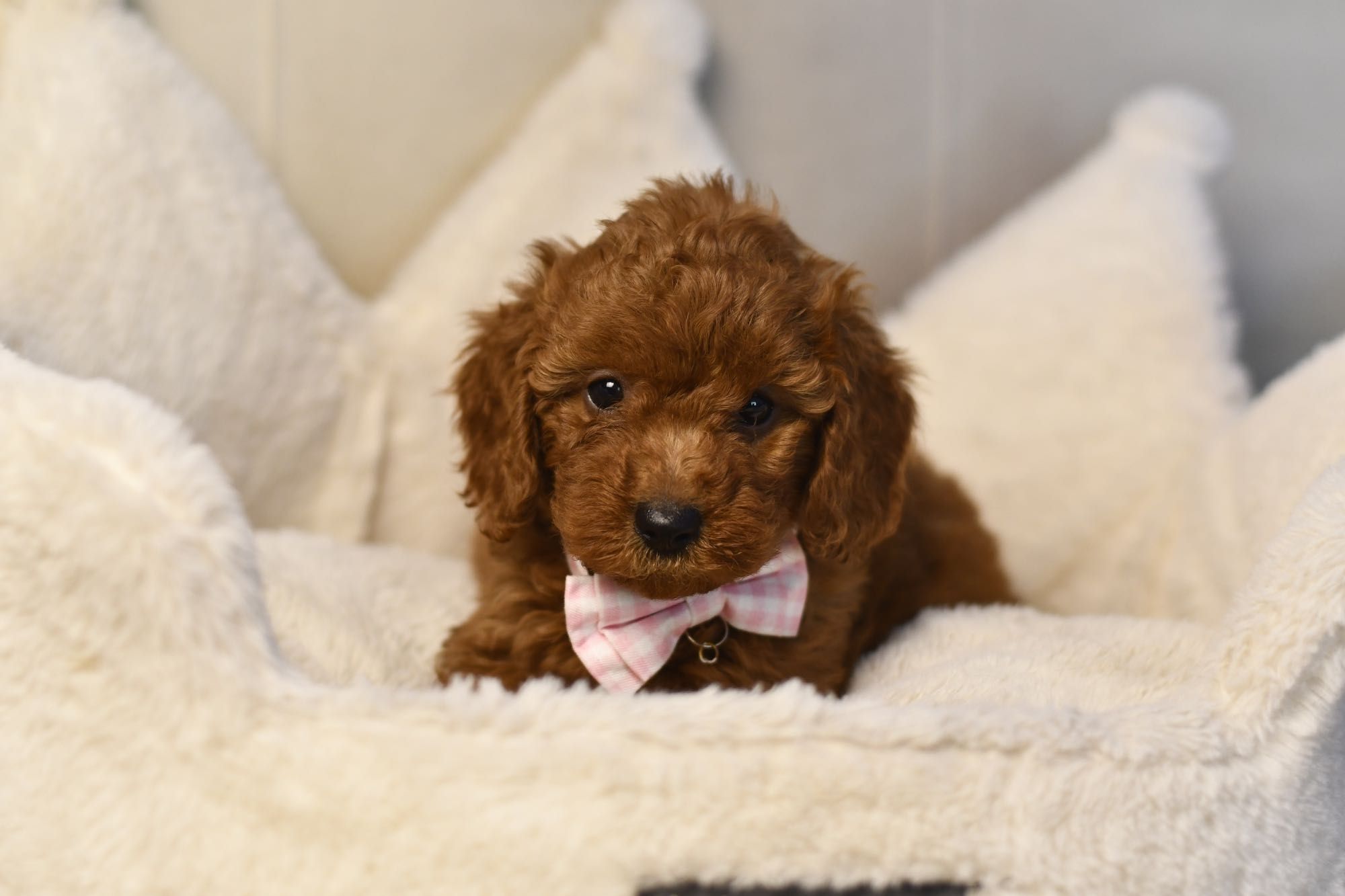 Cavapoo F1 RED BROWN wyjątkowa dziewczynka gotowa do odbioru