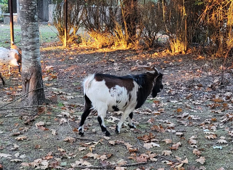 Vendo cabras anãs