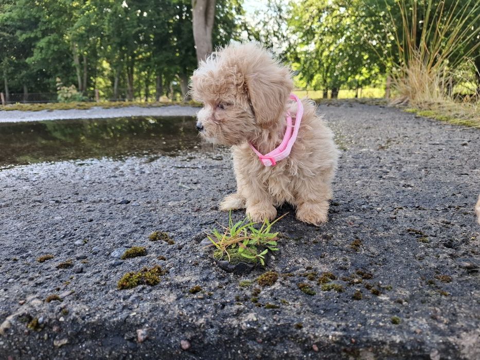maltipoo szczeniak