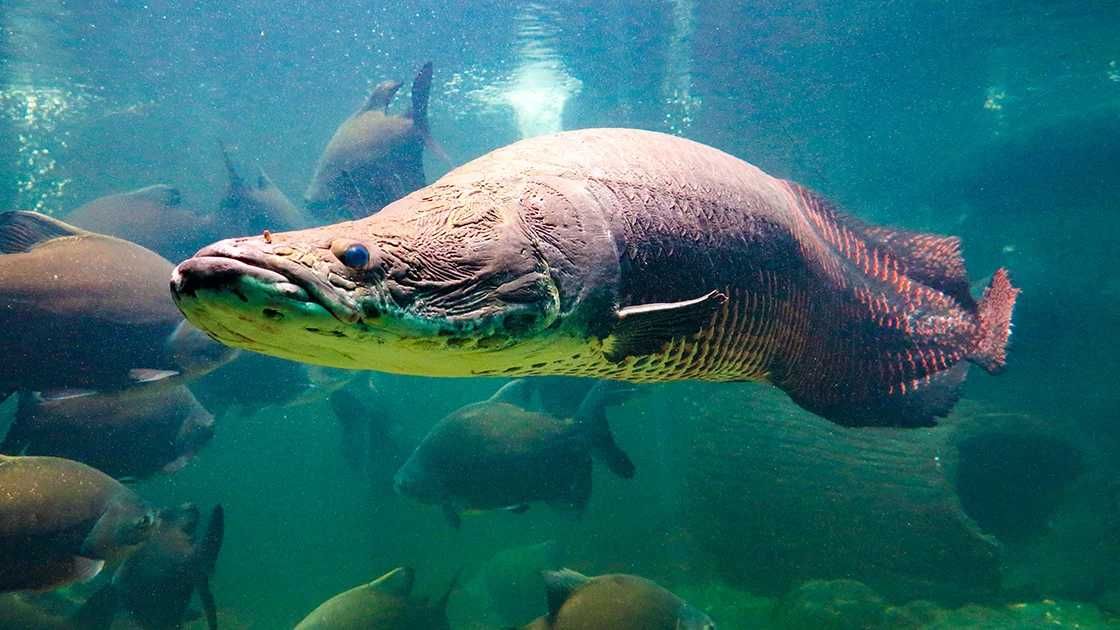 Арапайма гігантська (Arapaima gigas)
