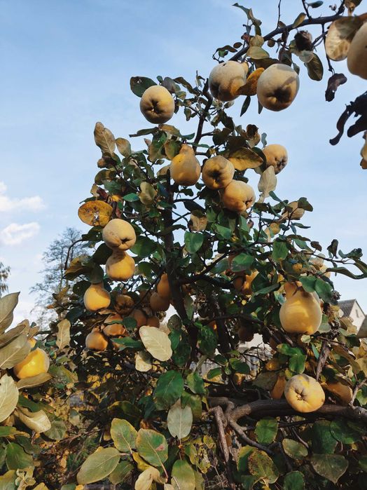 Pigwa gruszkowa 8 zł za kg