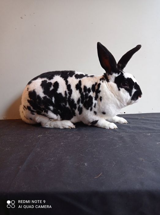 Króliki Rex Trójbarwne