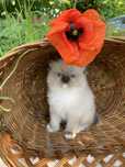 Ragdoll kotka o umaszczeniu seal mitted