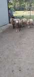 Sprzedam owce i barana