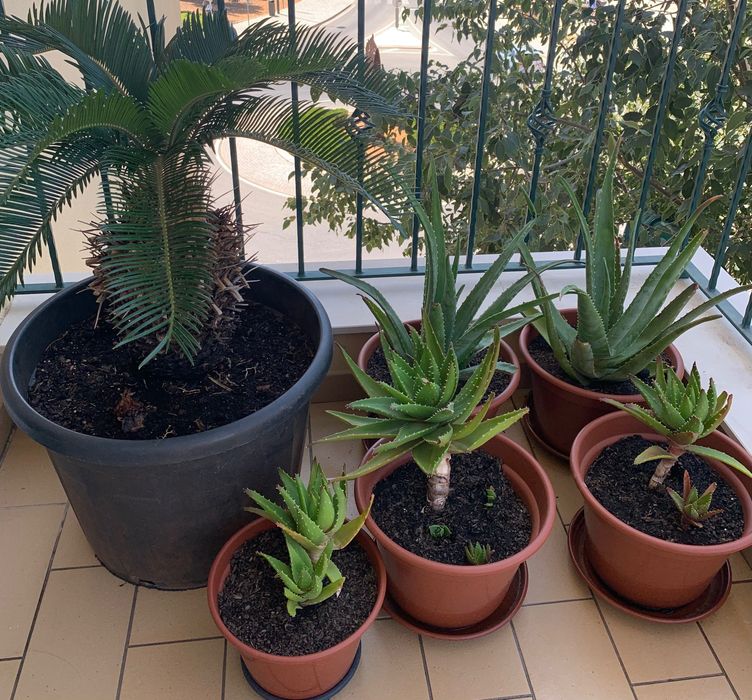 Plantas diversas   Suculentas pequenas a 2€