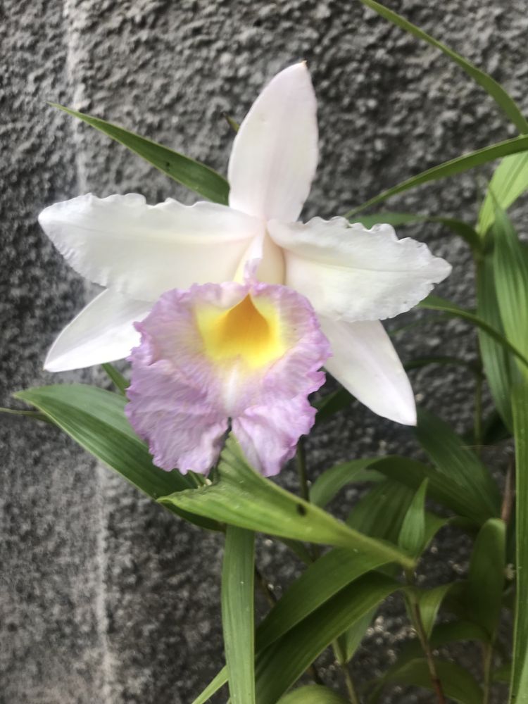 Orquidea Sobralia mirabilis