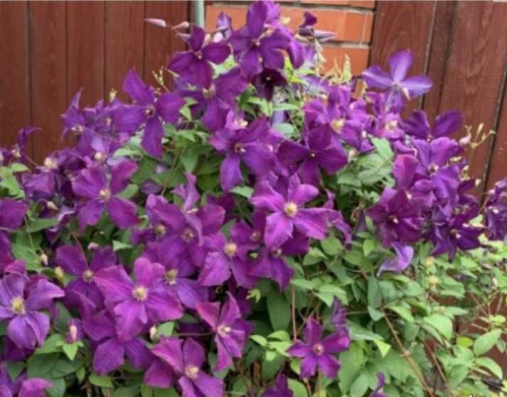 Клематис Поліш Спіріт