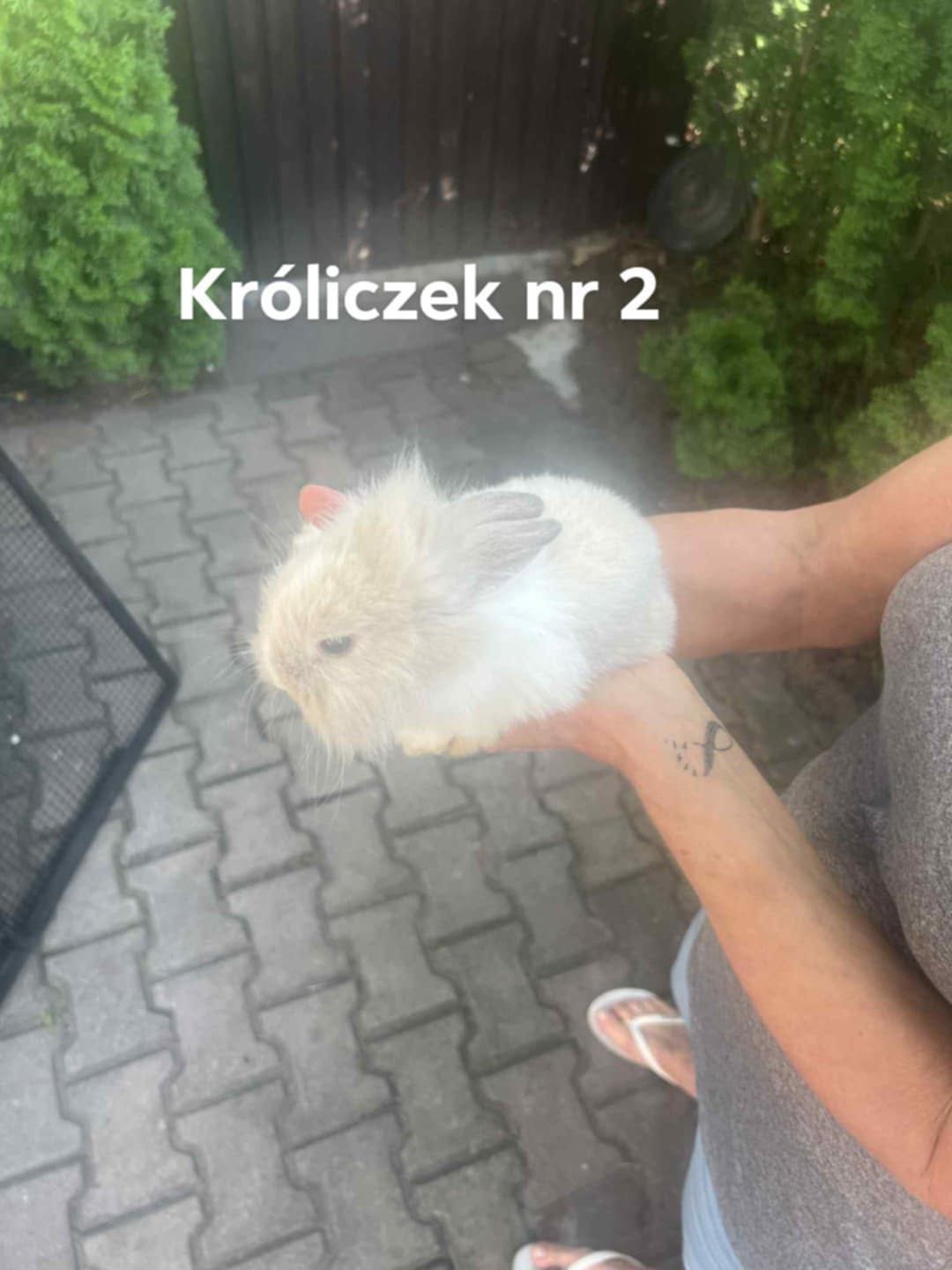 Króliczki miniaturki