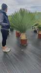 juka ,niebieska ,Yucca rostrata, mrozoodporna -20