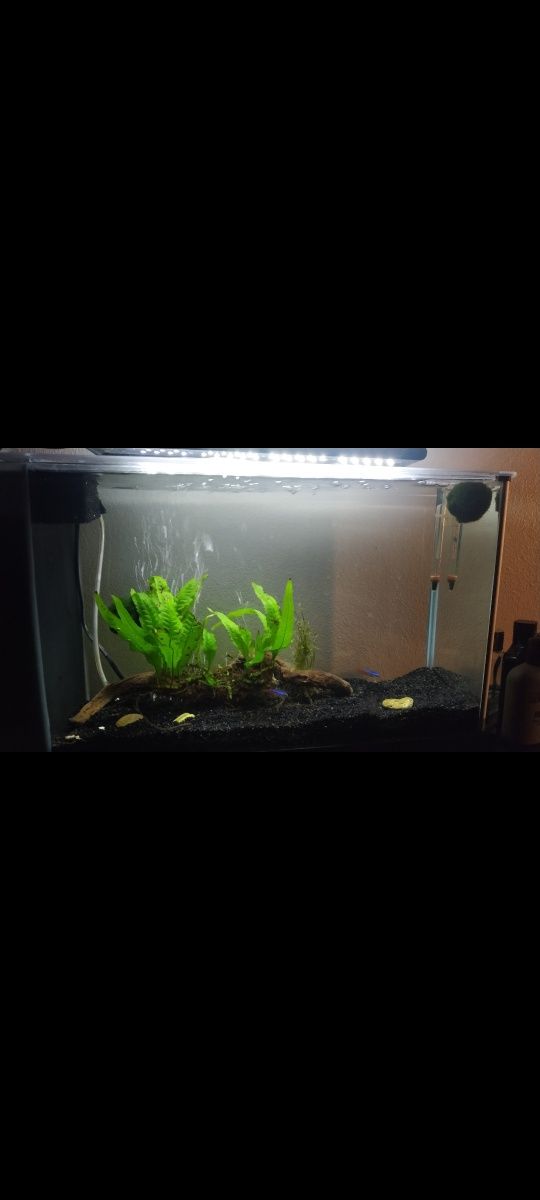 Aquário 30L com acessórios