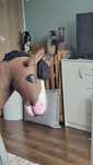 ERV KILLEN hobby horse