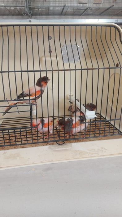 Vendo Arlequim português