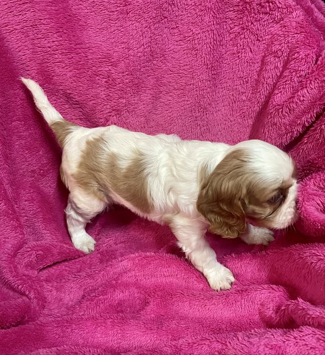 Cavalier king charles Femea LOP e Afixo