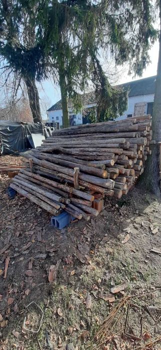 Stemple budowlane sosna 100 sztuk