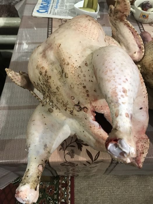 Продам індики м’ясом та живою вагою