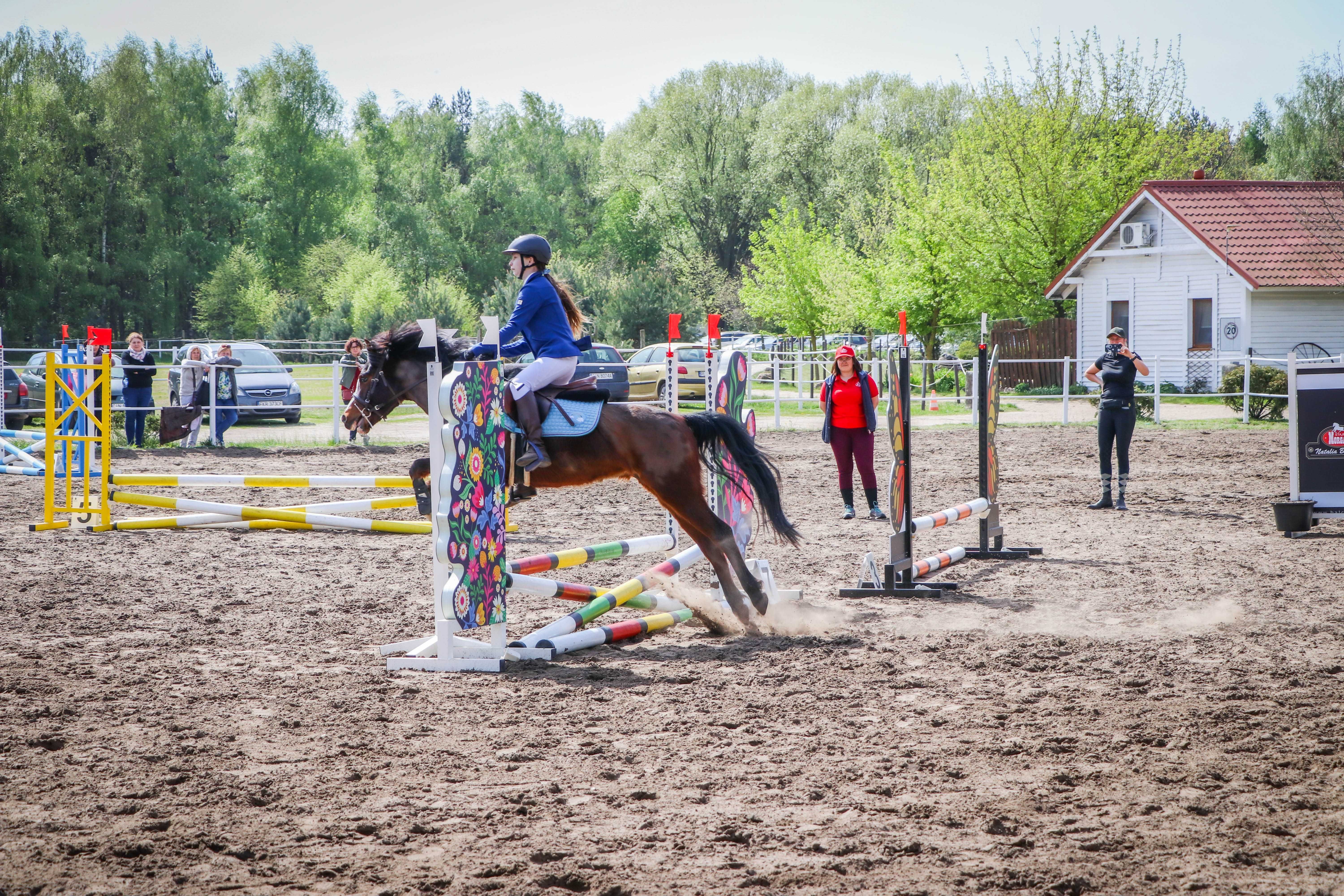 kuc wałach walijski 137cm sport i rekreacja