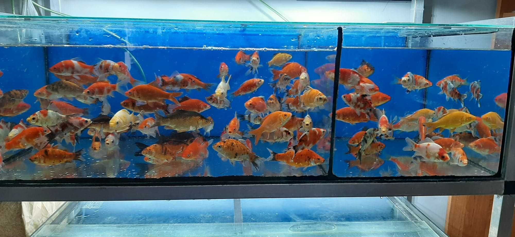 Karp KOI ozdobny ryby do oczka wodnego