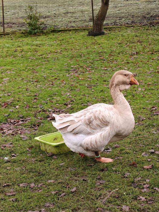 Chołmogor samice sprzedam