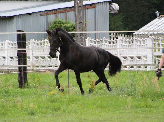 Młoda klacz na sprzedaż