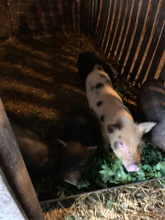 Вʼєтнамські поросята