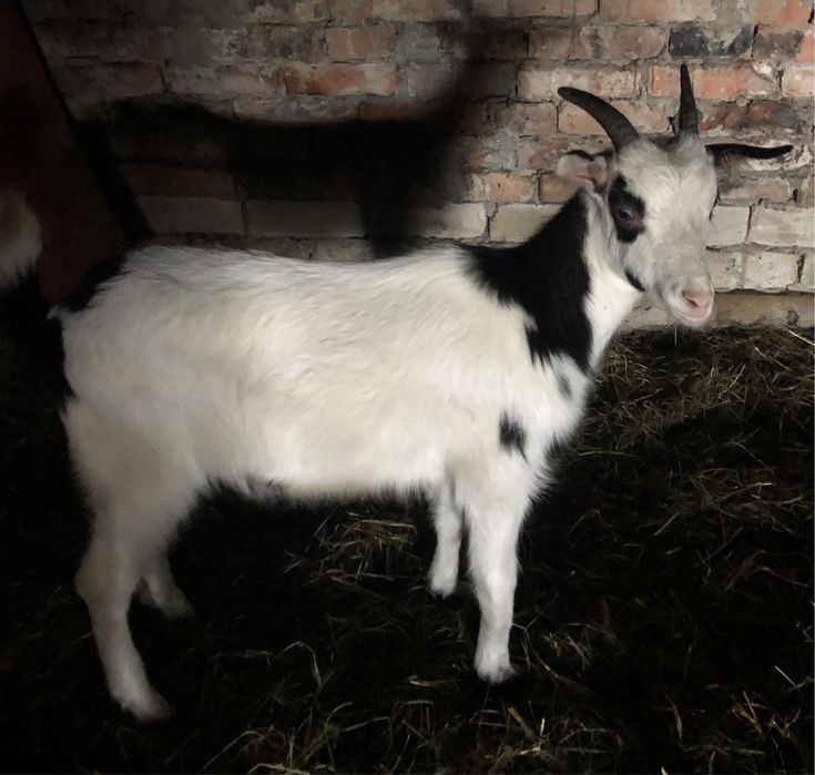 Коза молода коротковуха, козеня