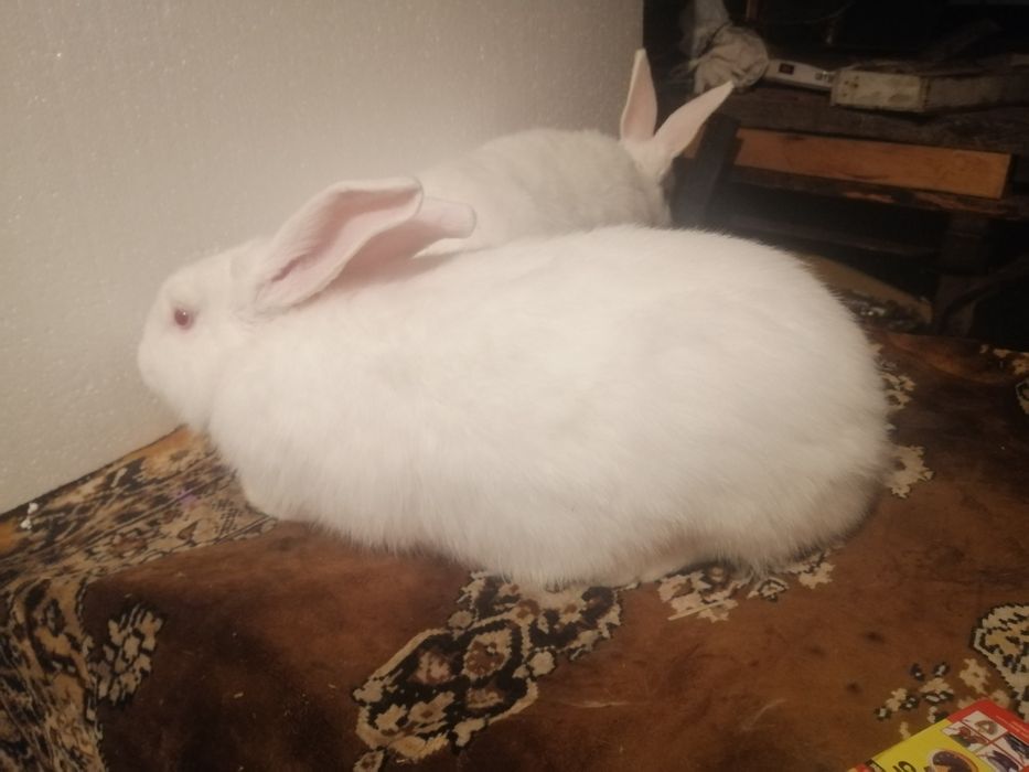 Кролики породы Белый Панон