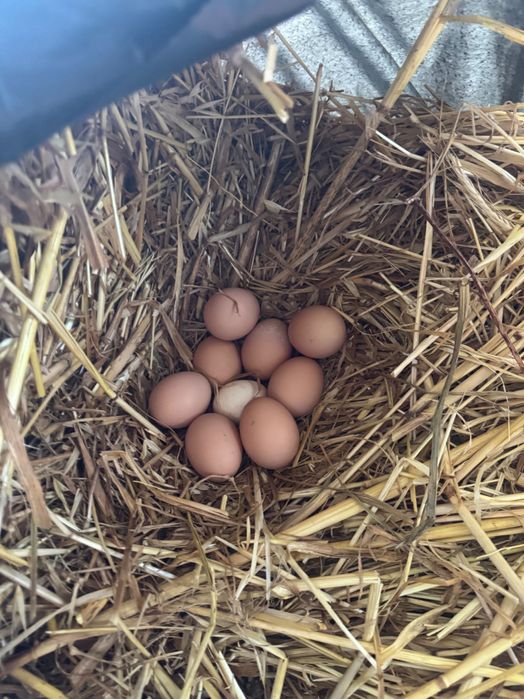 Venda de Ovos Caseiros - Criados ao Ar Livre